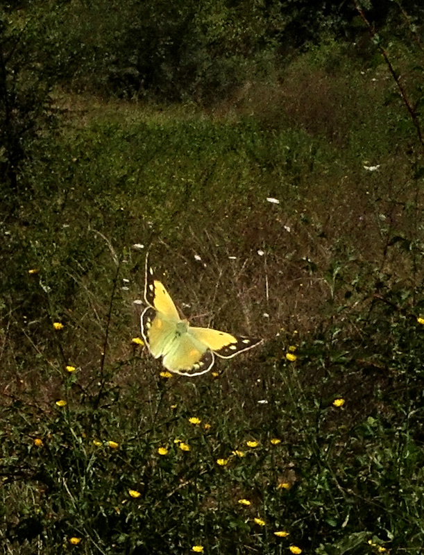 Le Farfalle... volano!